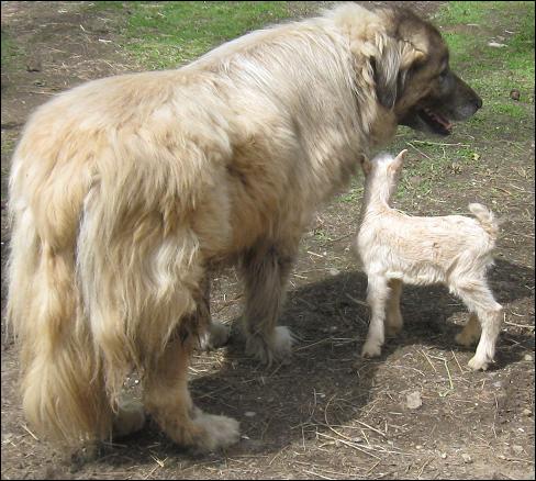 herd protection dog breeds